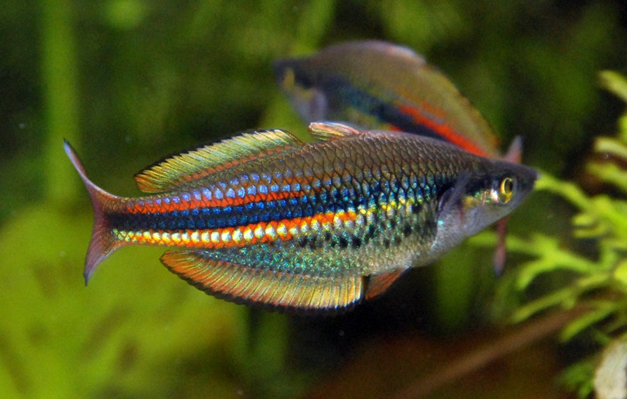 Melanotaenia Affinis 2