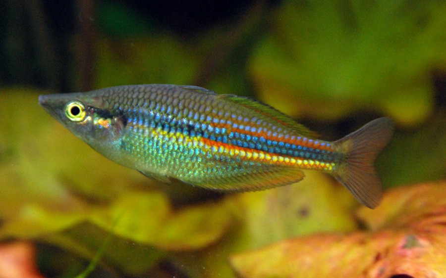 Melanotaenia Affinis 3