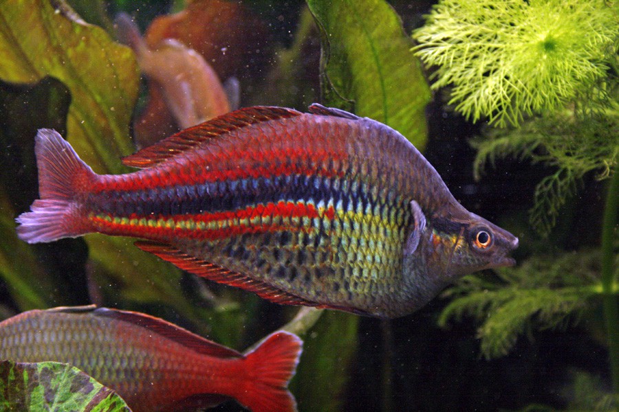 Melanotaenia Affinis 4