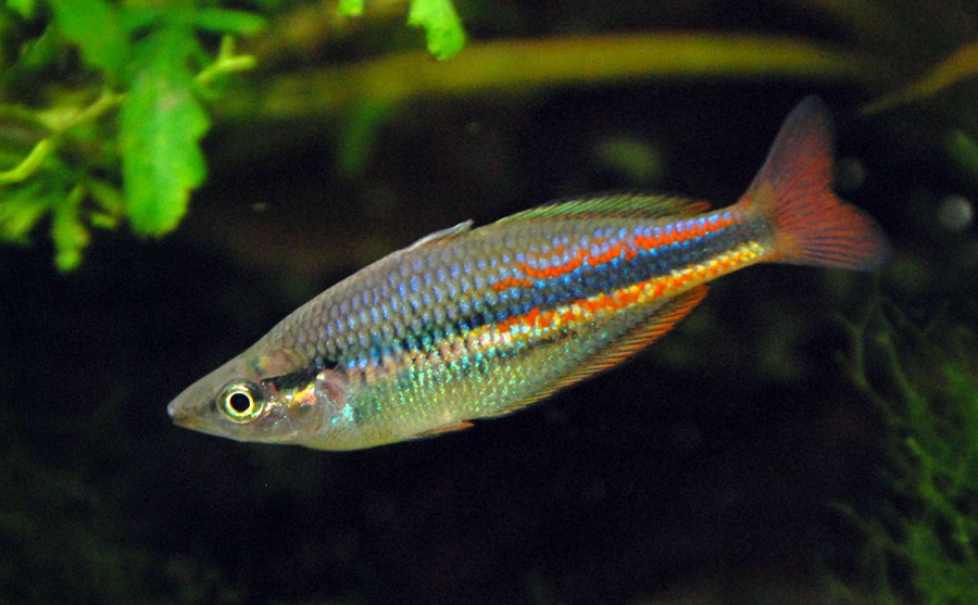 Melanotaenia Affinis 5