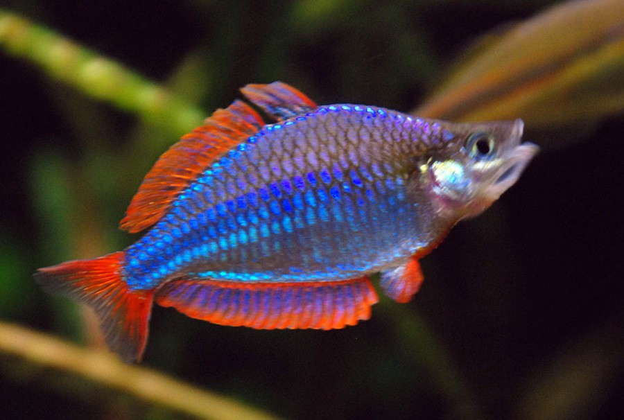 Melanotaenia Affinis 6