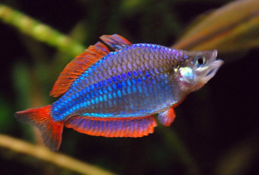 Melanotaenia Affinis 6