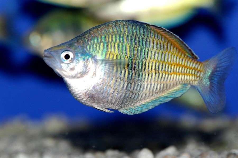 Arco Iris
