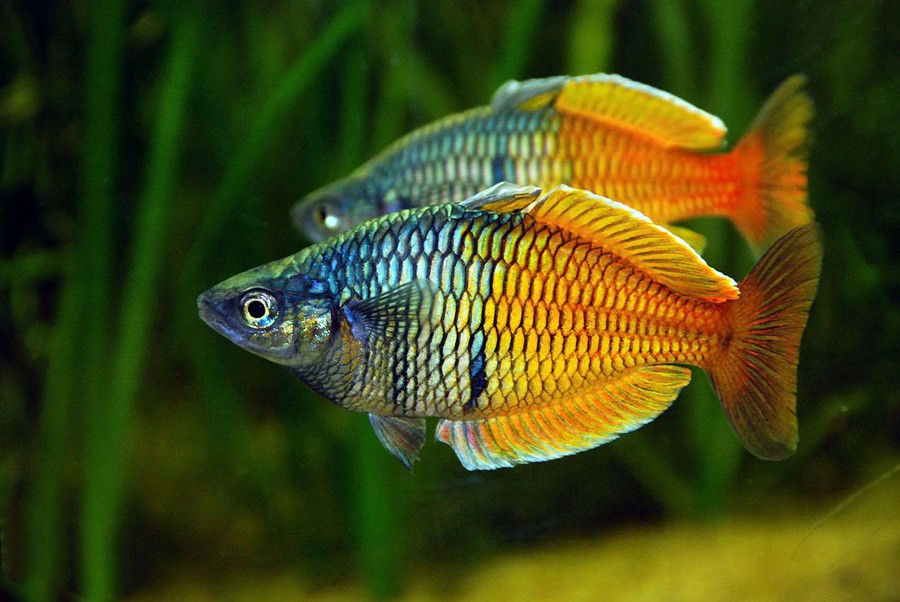 Melanotaenia Boesemani 2
