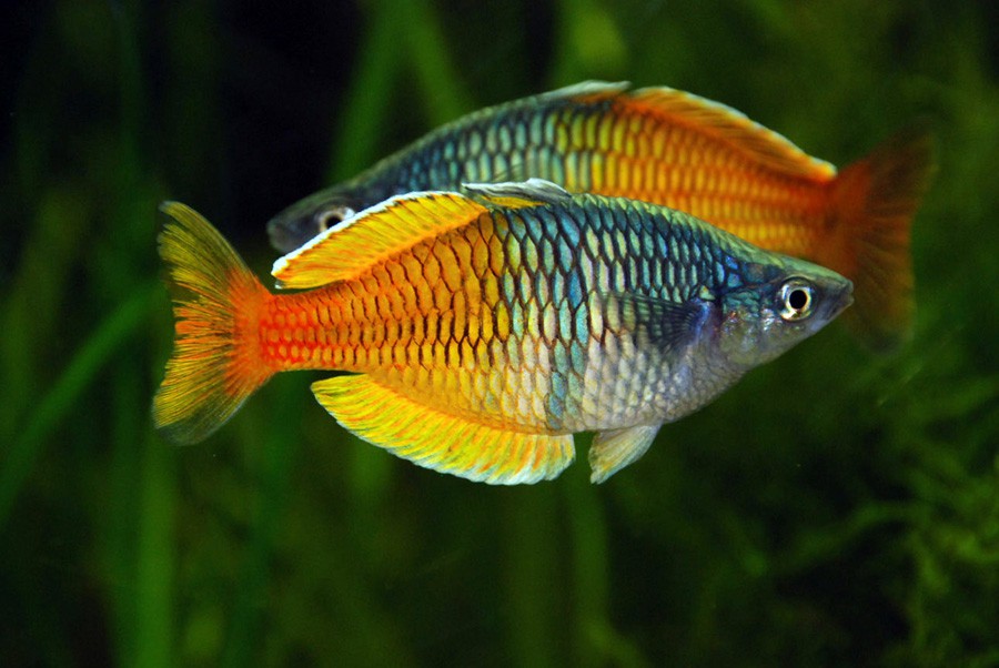 Melanotaenia Boesemani 3