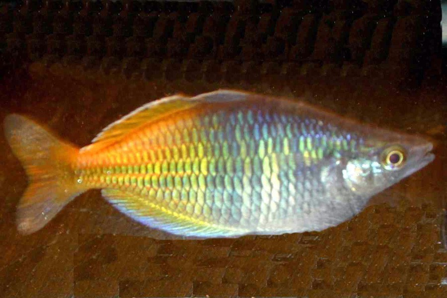 Melanotaenia Boesemani 4