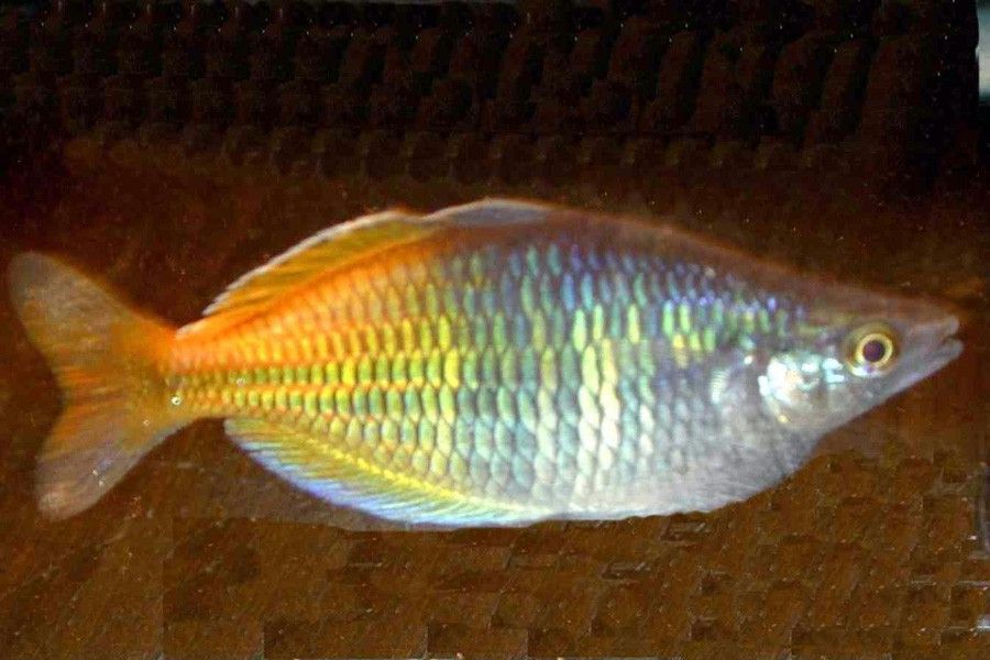 Melanotaenia Boesemani 4
