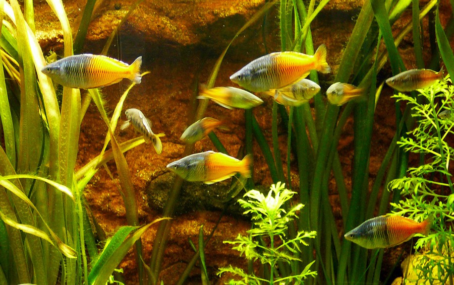 Melanotaenia Boesemani 5