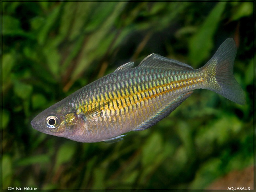 Melanotaenia Boesemani 6