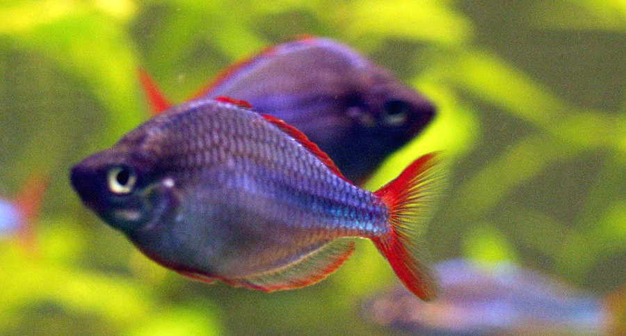 Arco Iris Enano