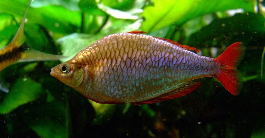 Melanotaenia Praecox 2