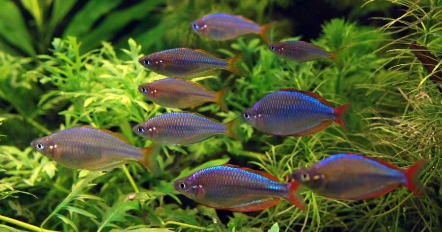 Melanotaenia Praecox 3