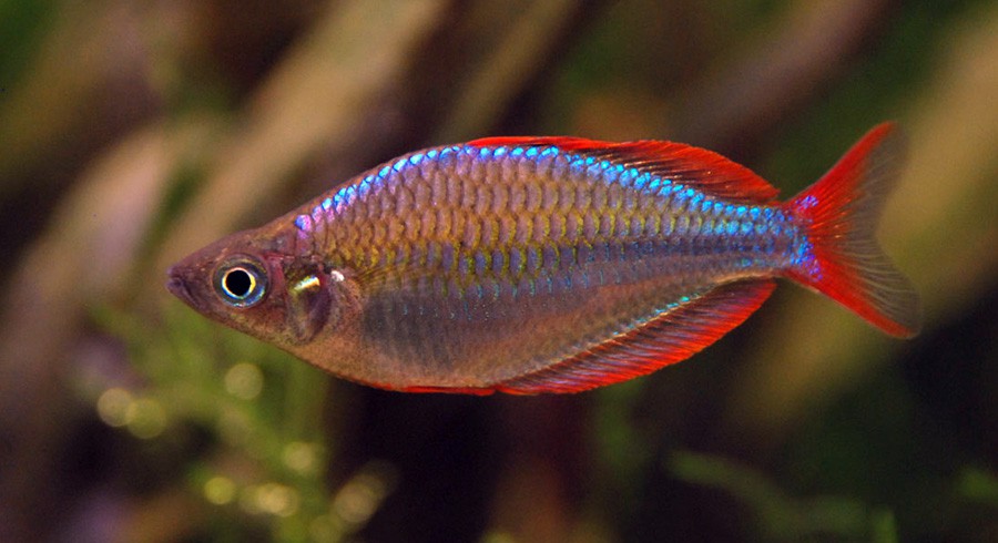 Melanotaenia Praecox 4