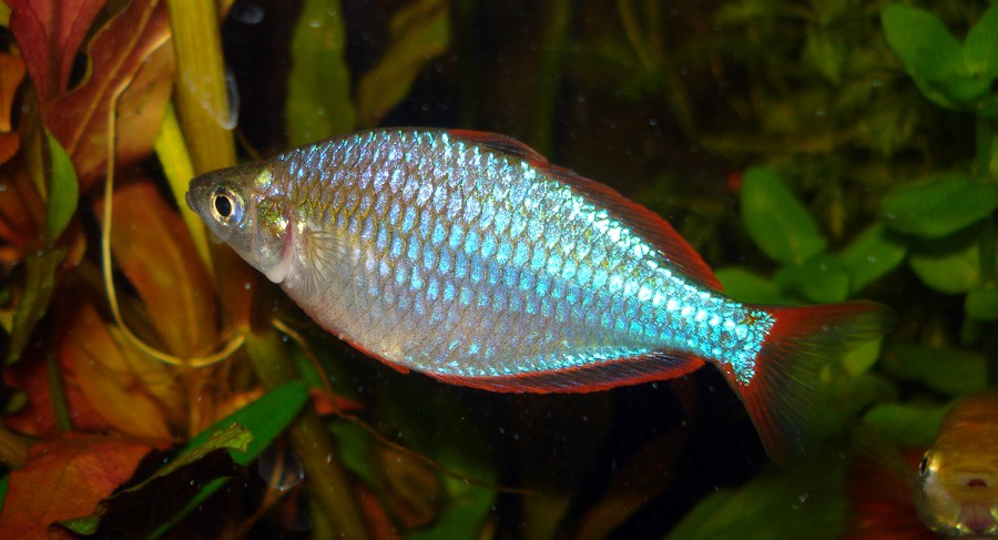 Melanotaenia Praecox 5