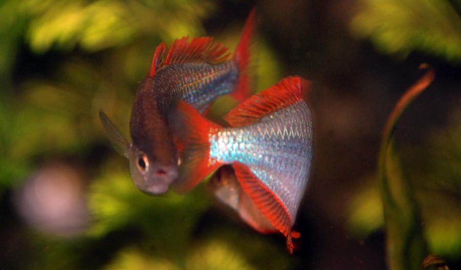 Melanotaenia Praecox 6