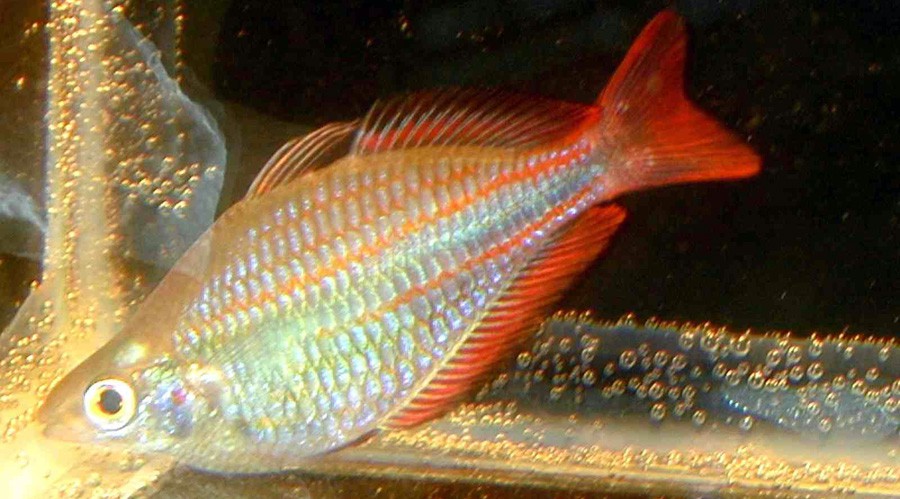 Arco Iris Joya