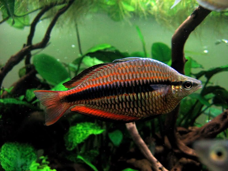 Melanotaenia Trifasciata 2
