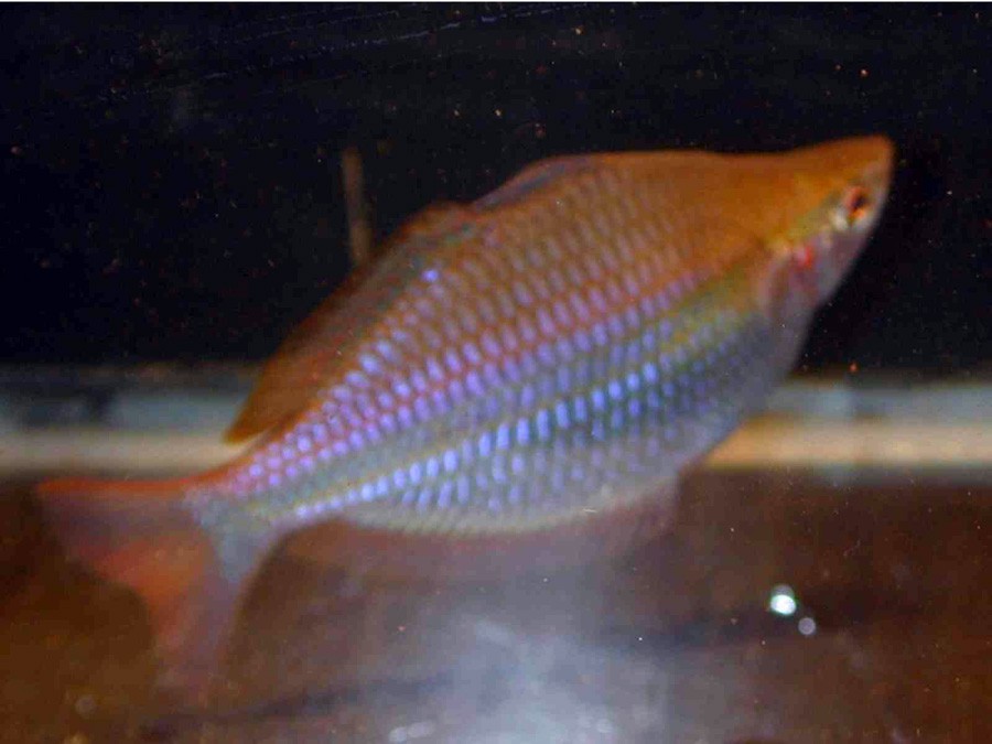 Melanotaenia Trifasciata 3