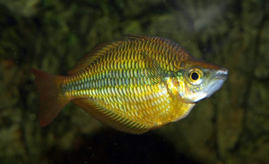 Melanotaenia Trifasciata 4