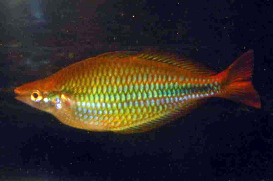 Melanotaenia Trifasciata 5