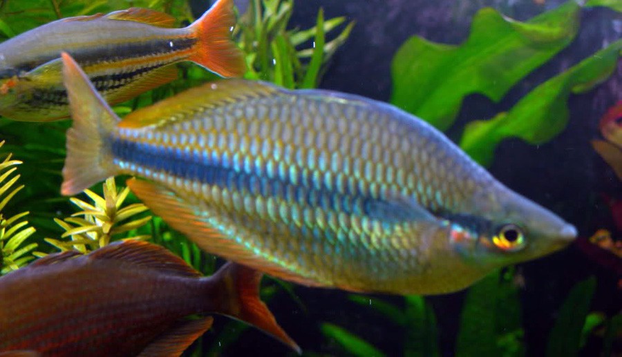 Melanotaenia Trifasciata 6