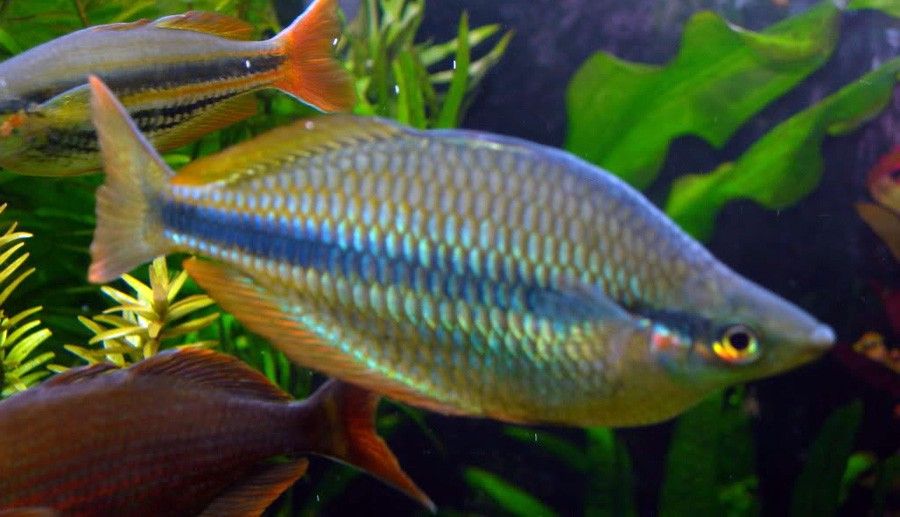 Melanotaenia Trifasciata 6