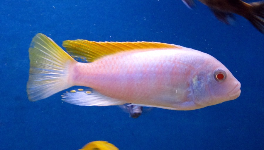 Zebra Albino