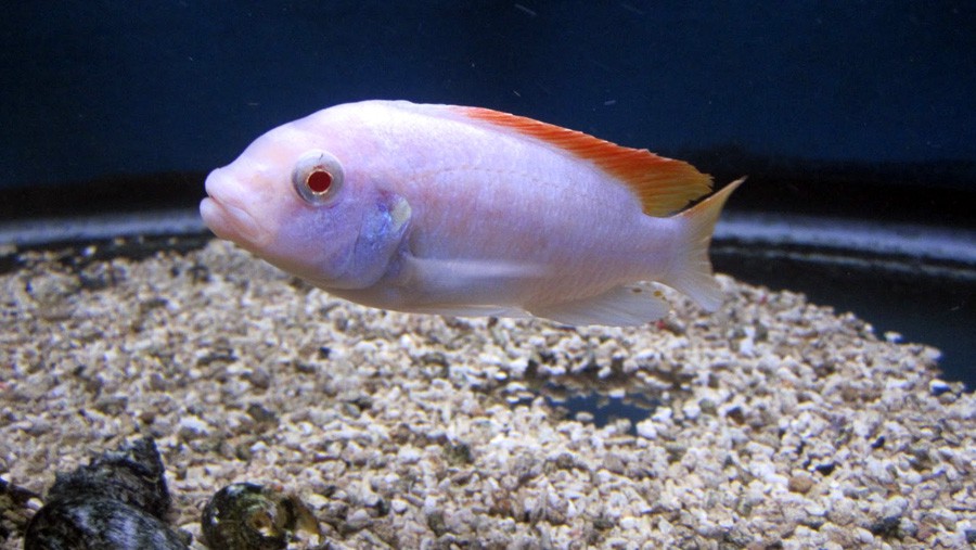 Metriaclima Greshakei Albino 2