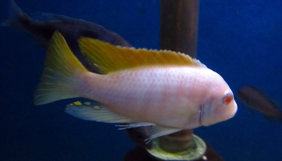Metriaclima Greshakei Albino 3
