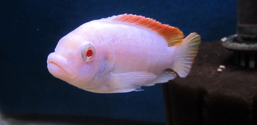 Metriaclima Greshakei Albino 4