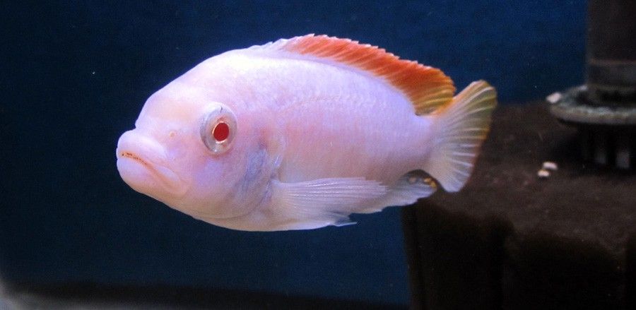Metriaclima Greshakei Albino 4