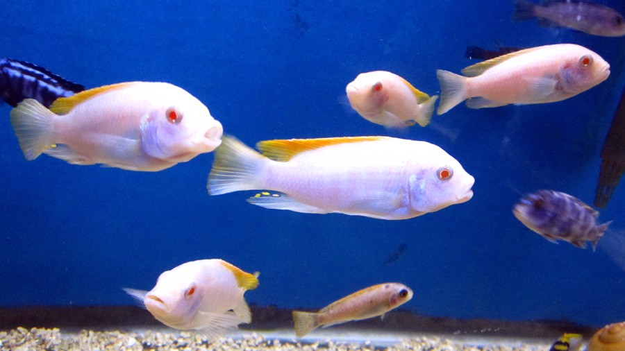 Metriaclima Greshakei Albino 5
