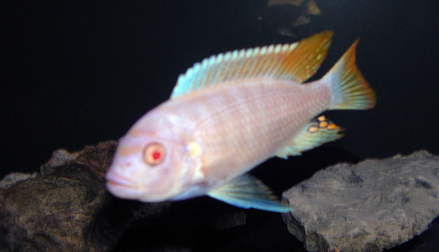 Metriaclima Greshakei Albino 6