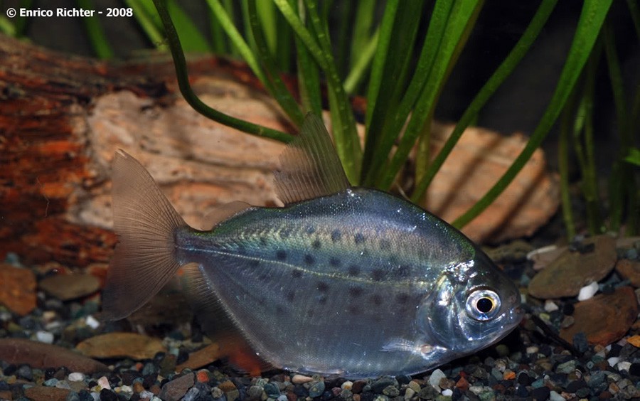 Palometa