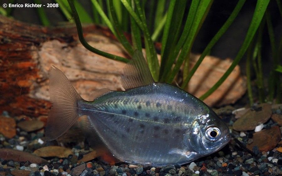 Metynnis Maculatus