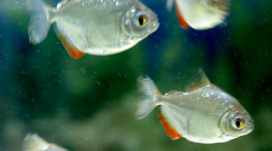 Metynnis Maculatus 2