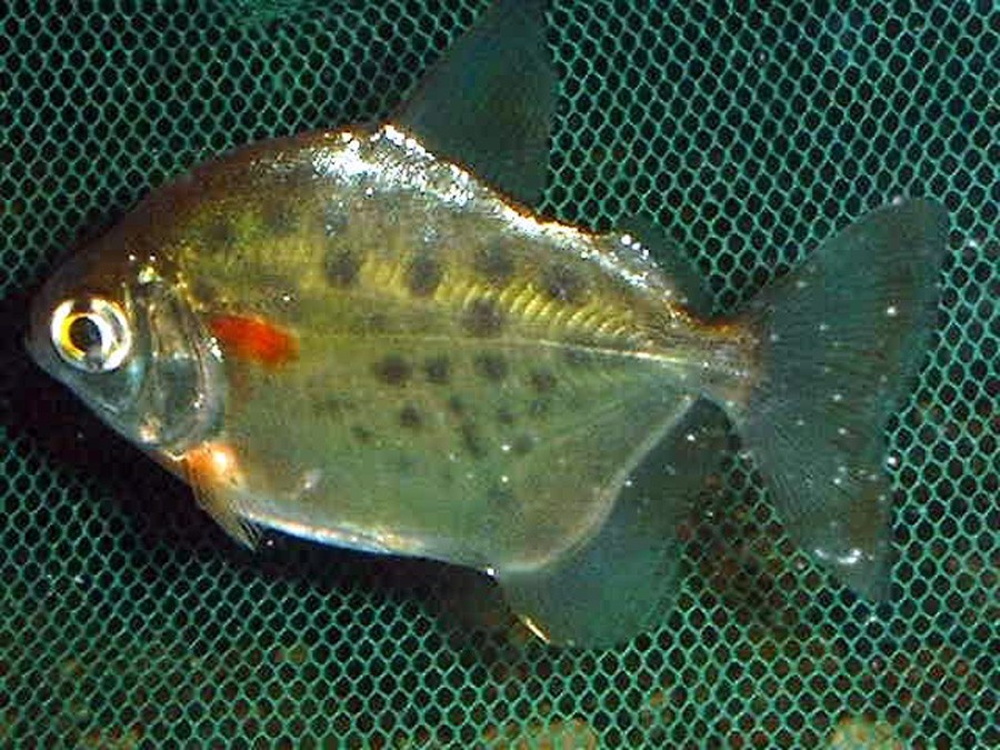 Metynnis Maculatus 3