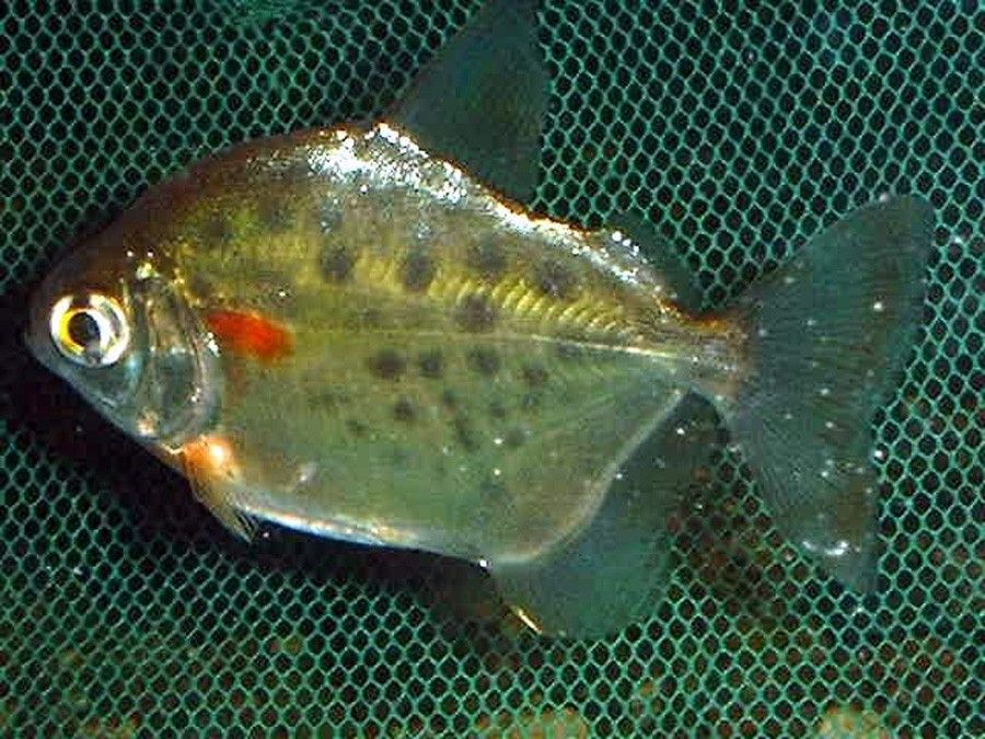 Metynnis Maculatus 3