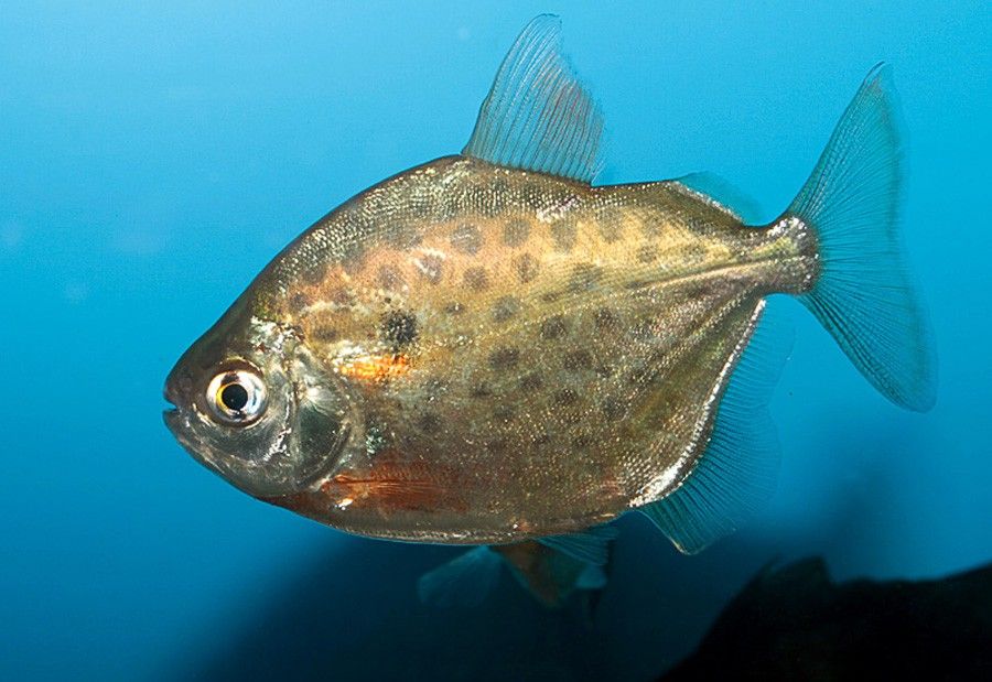 Metynnis Maculatus 4