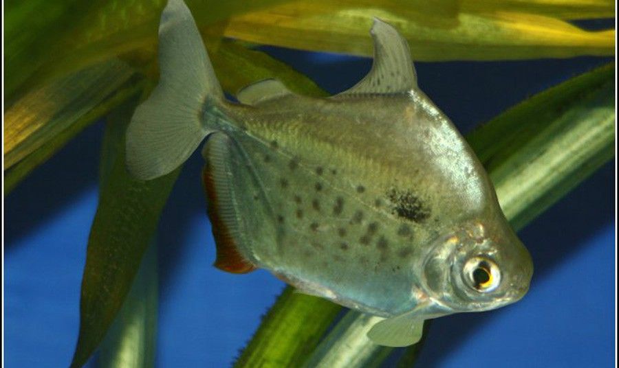 Metynnis Maculatus 5