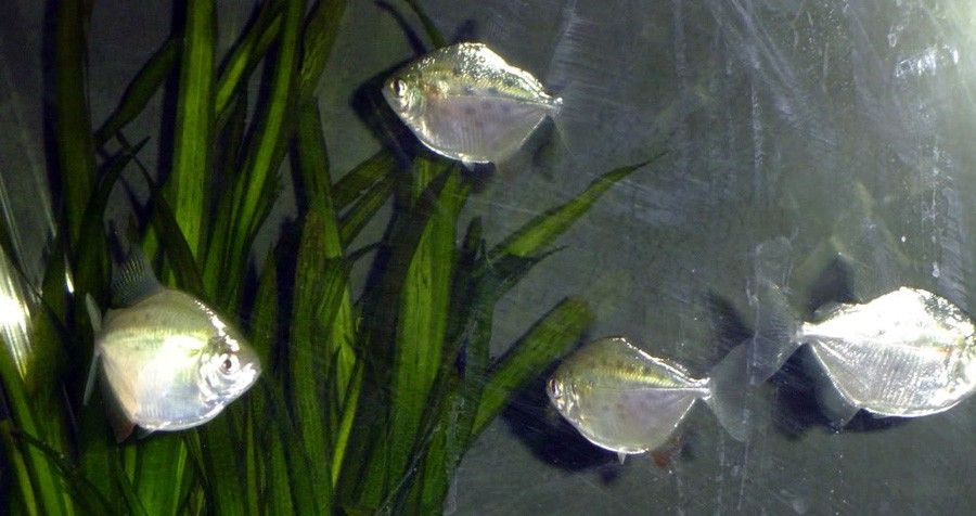Metynnis Maculatus 6