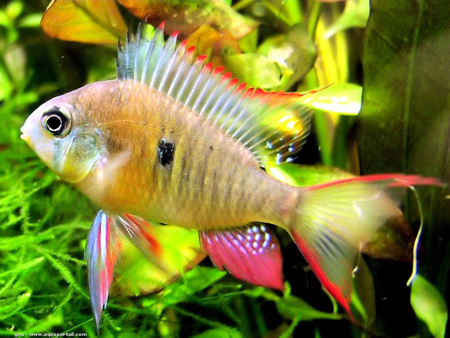 Mikrogeophagus Altispinosus 2