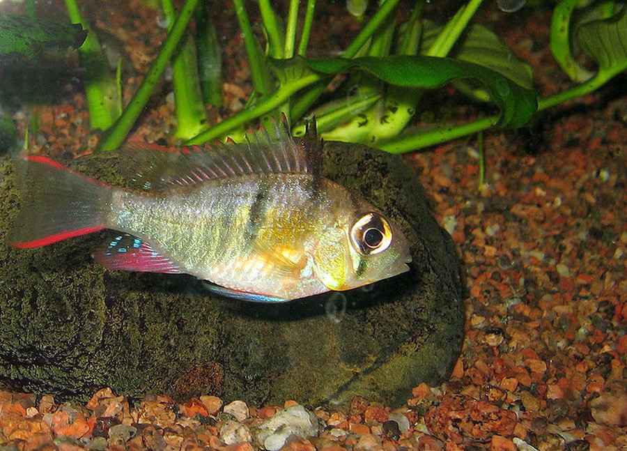 Mikrogeophagus Altispinosus 3