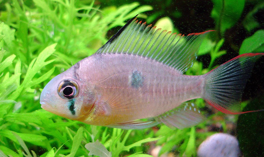 Mikrogeophagus Altispinosus 4