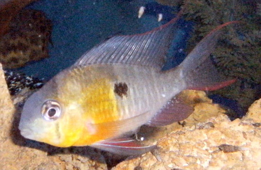 Mikrogeophagus Altispinosus 5