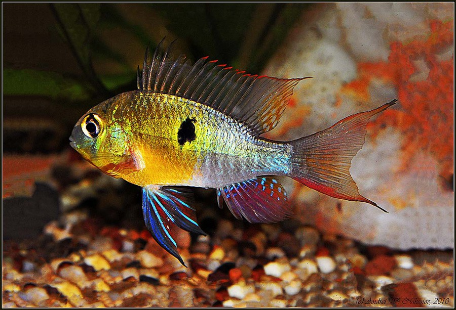 Mikrogeophagus Altispinosus 6