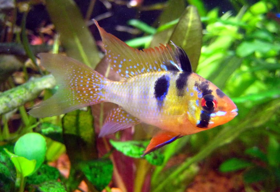Mikrogeophagus Ramirezi 2