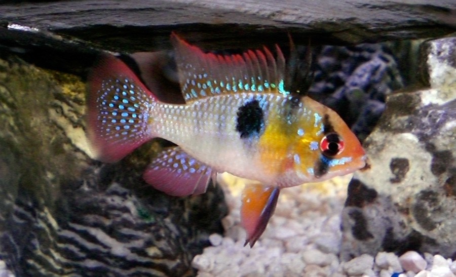 Mikrogeophagus Ramirezi 3