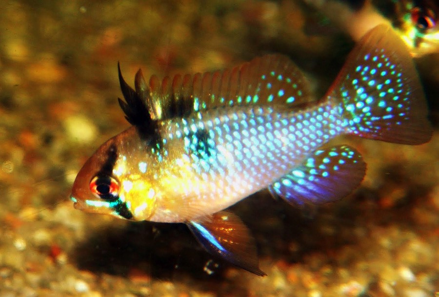 Mikrogeophagus Ramirezi 4