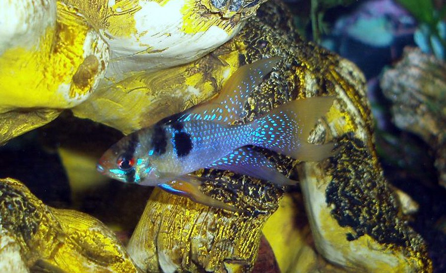 Mikrogeophagus Ramirezi 5